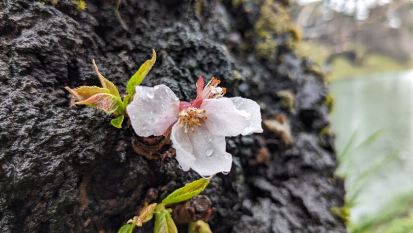 弘前公園外濠で見られたソメイヨシノの胴吹き桜