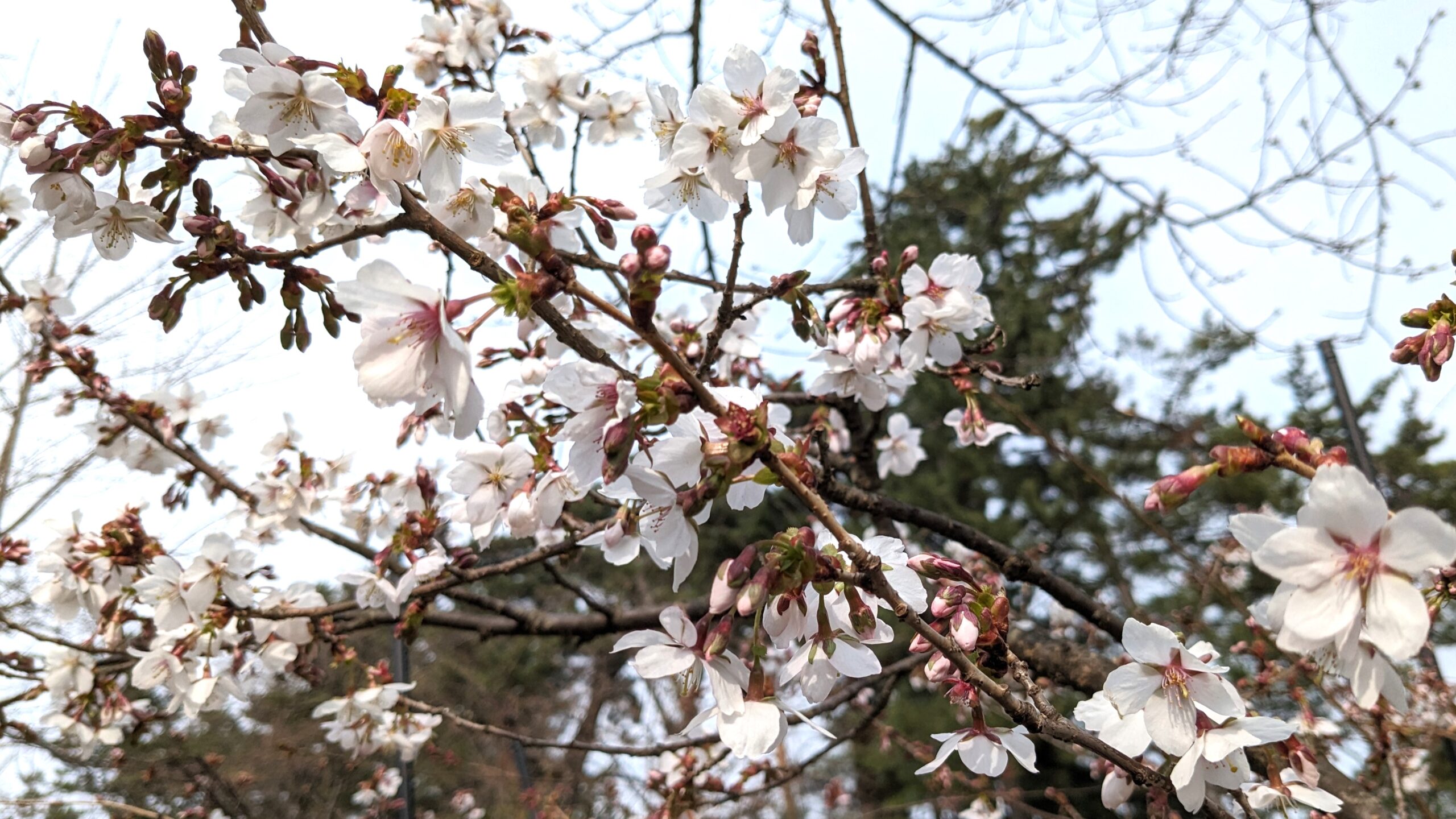 可憐な花を咲かせている冬桜