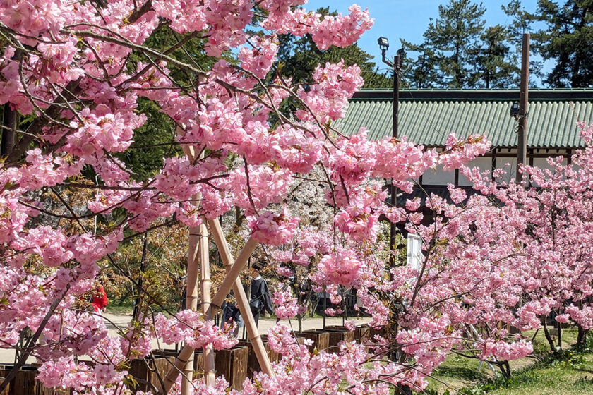東門左手（植物園側）で咲き誇る横浜緋桜