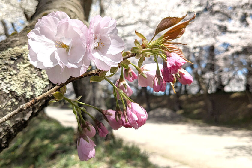 ピクニック広場では遅咲きの八重桜も開花し始めました