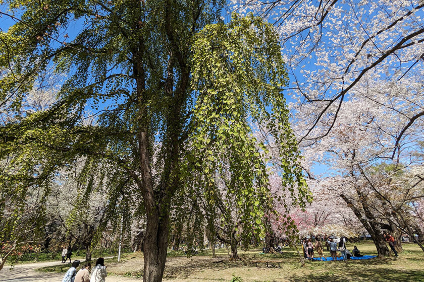 ピクニック広場のシダレザクラは葉桜に