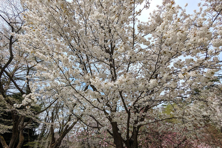 この日満開を迎えたピクニック広場の佐野桜