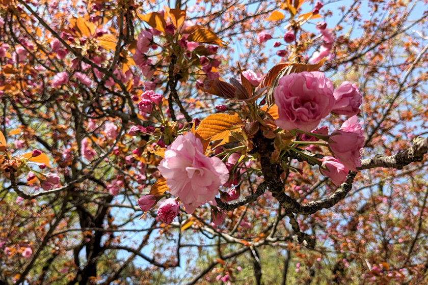 本日開花したピクニック広場の関山