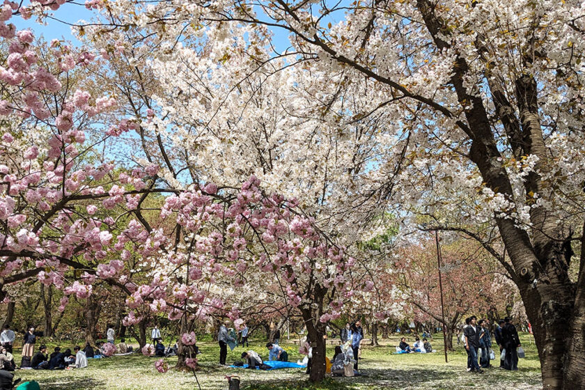 さまざまな桜が開花しているピクニック広場
