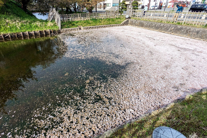 青森地方裁判所弘前支部前の花筏②