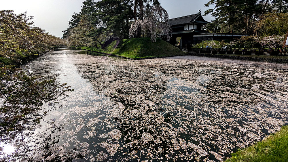 模様のように浮かぶ花筏の景色が広がる追手門口・市役所交差点
