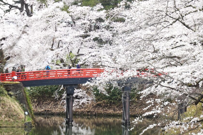 弘前城植物園から望む杉の大橋