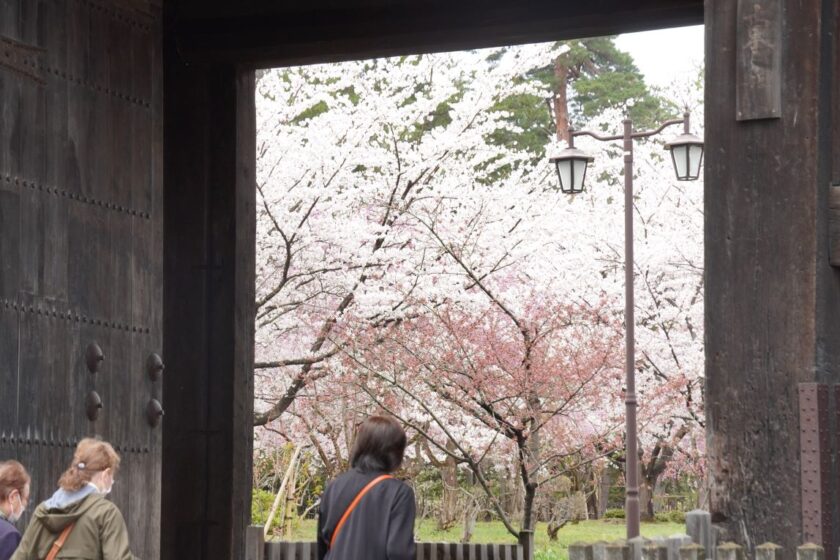 東門からのぞく桜