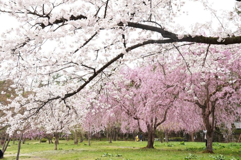 植物園北案内所周辺の桜