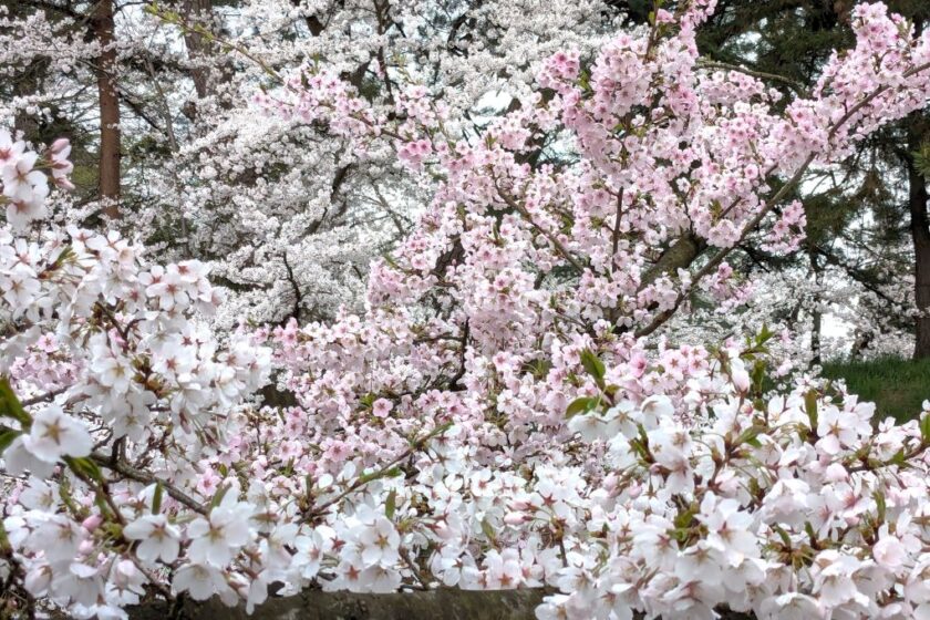 外濠東側と二階堰の合流点付近のソメイヨシノ<br>同一の木から色変わりした花が咲いています