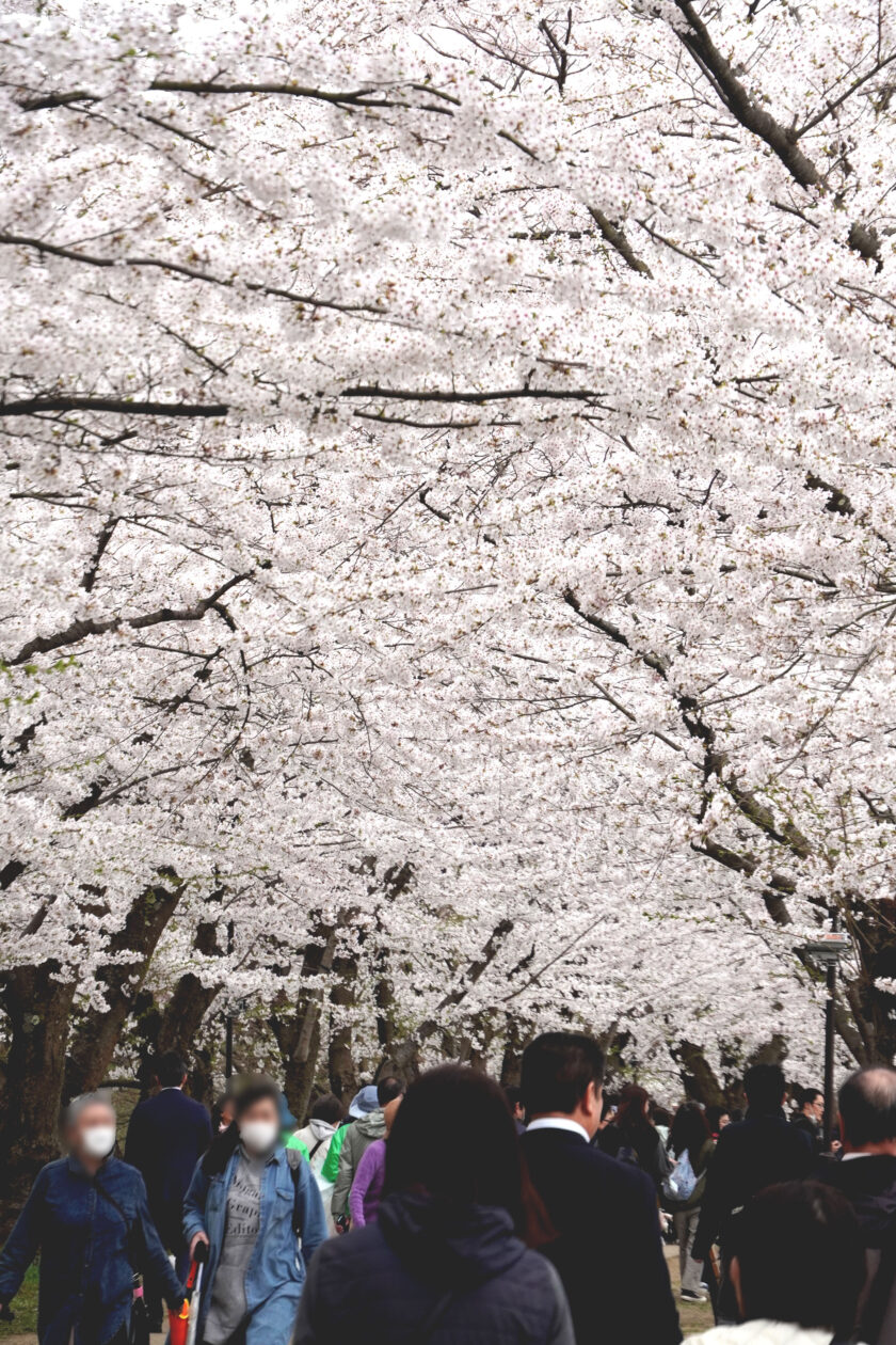 満開となった桜のトンネル