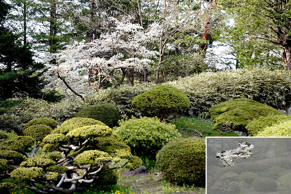 弘前城植物園内の三の丸庭園のカスミザクラ＝2024年4月26日撮影