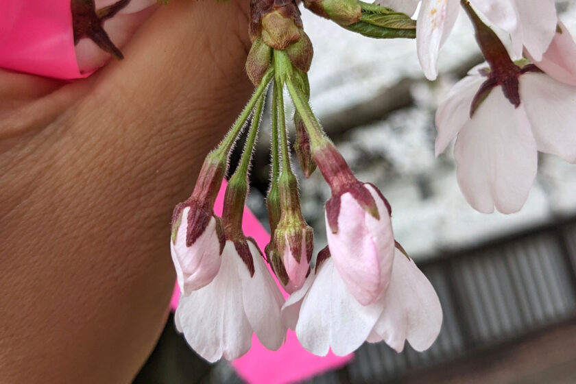 弘前公園最長寿のソメイヨシノで見つかった七輪咲きの花