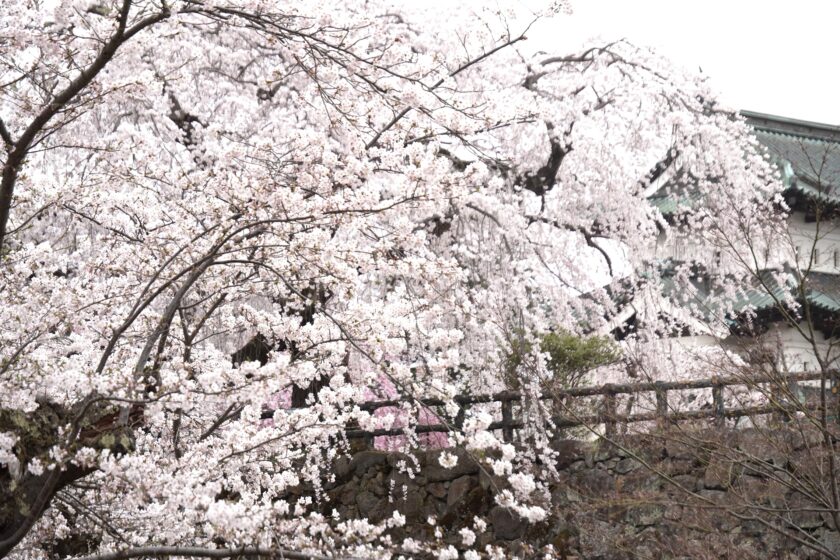 弘前城と御滝桜