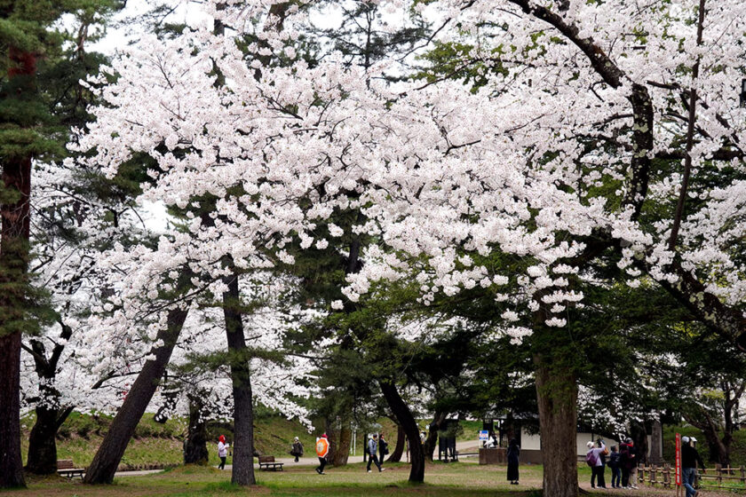 松と桜の立体的な景観が楽しめます
