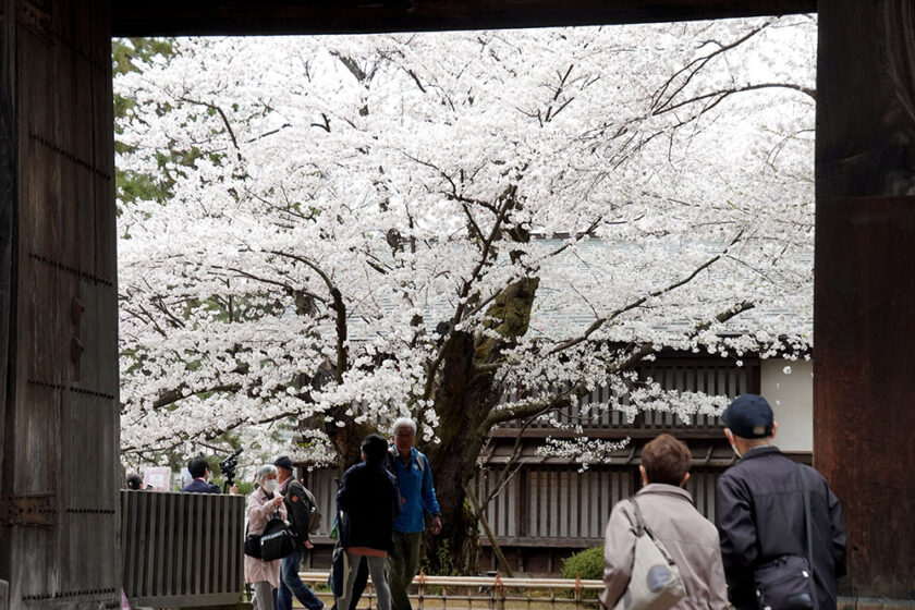 東内門から覗く弘前公園最長寿のソメイヨシノ