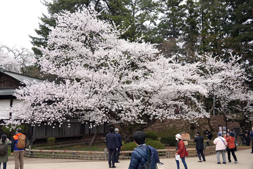 弘前公園最長寿のソメイヨシノ全景