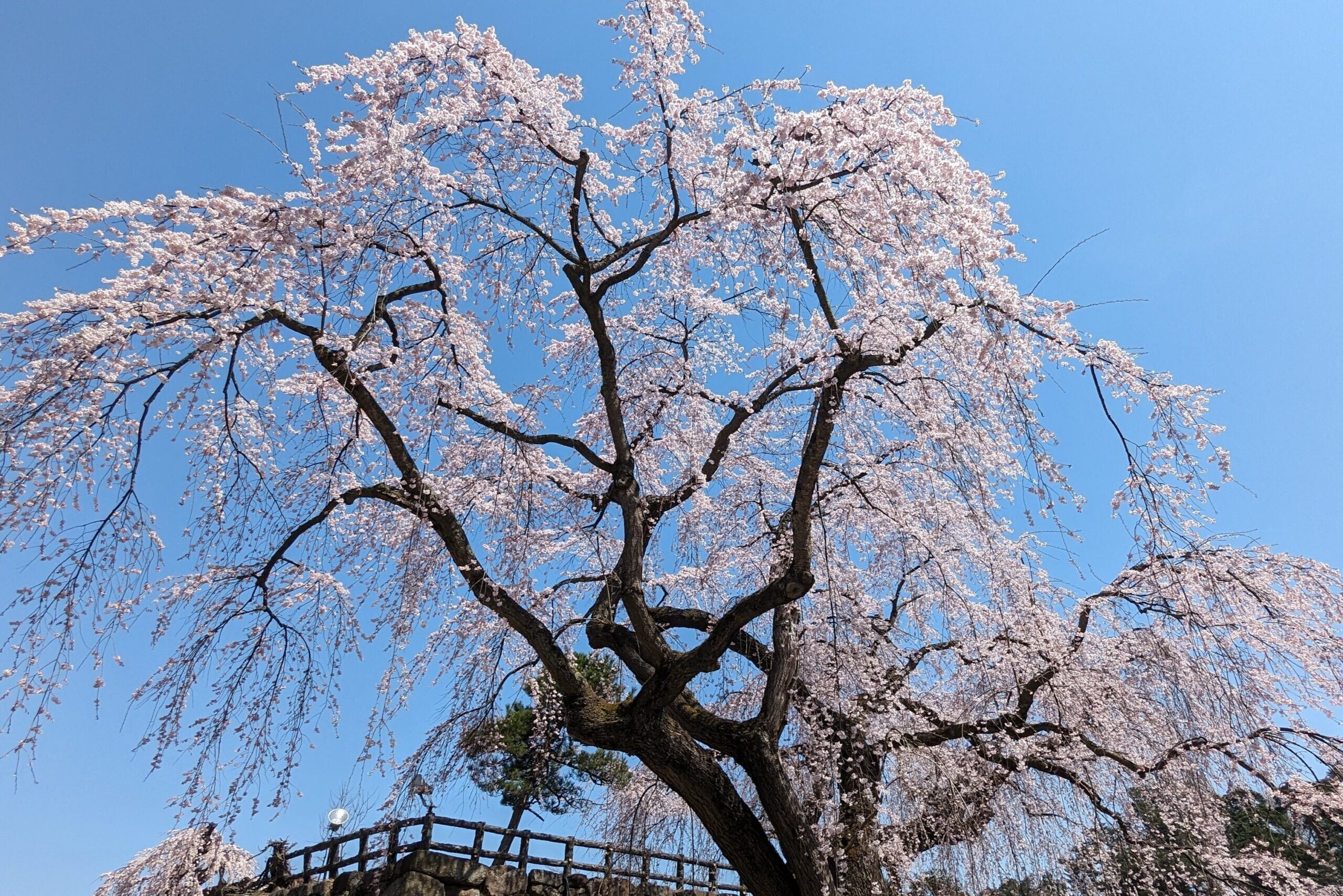 御滝桜は3分咲き