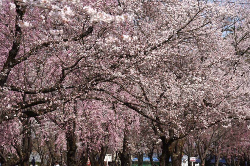 さまざまな品種の桜が色を織りなすピクニック広場