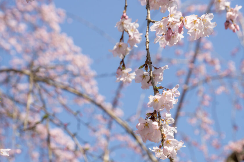 この日開花した御滝桜