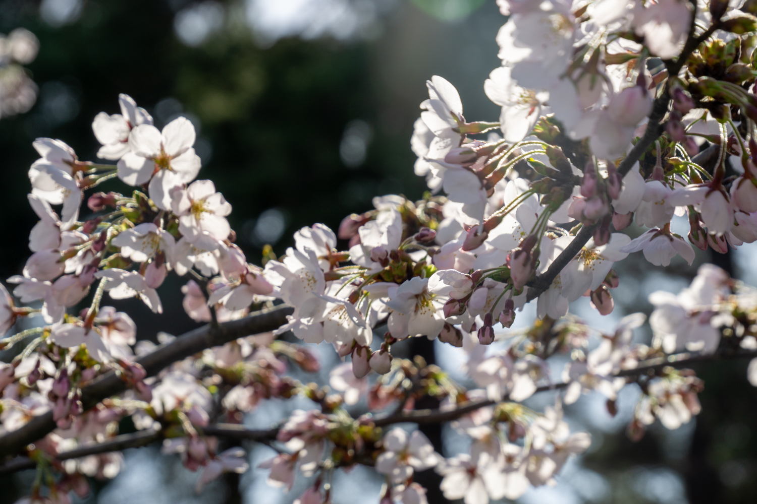弘前公園外濠のソメイヨシノ