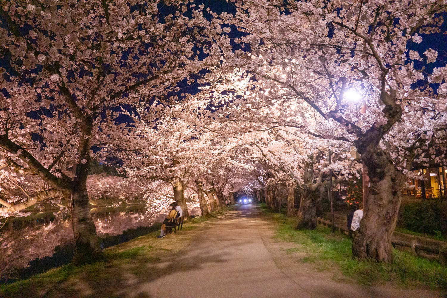 弘前公園西濠 夜桜の様子　2024年4月15日撮影