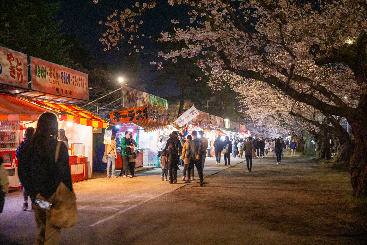 弘前公園 夜桜の様子　2024年4月15日撮影