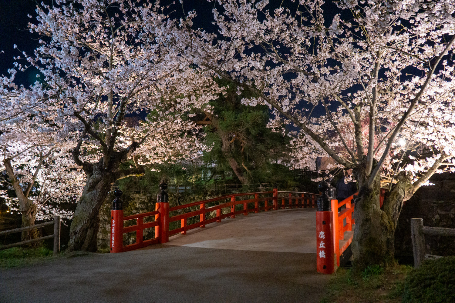 弘前公園北の郭　鷹丘橋< 夜桜の様子　2024年4月15日撮影