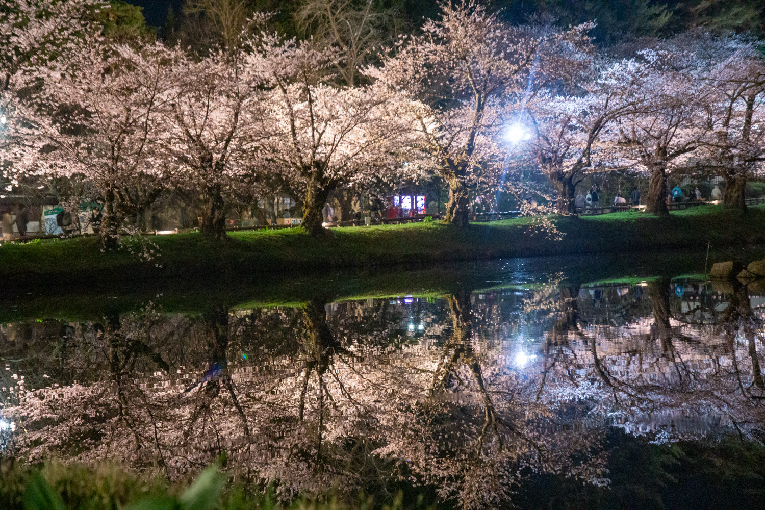 弘前公園内濠 夜桜の様子　2024年4月15日撮影