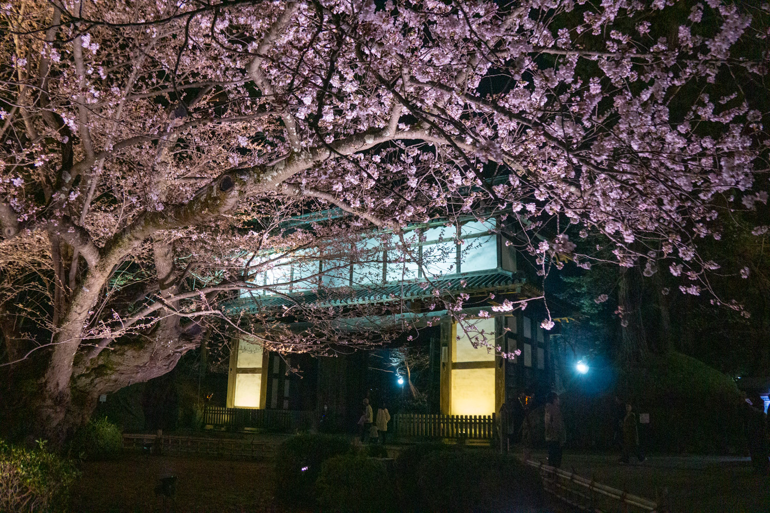 弘前公園最長寿のソメイヨシノ 夜桜の様子　2024年4月15日撮影