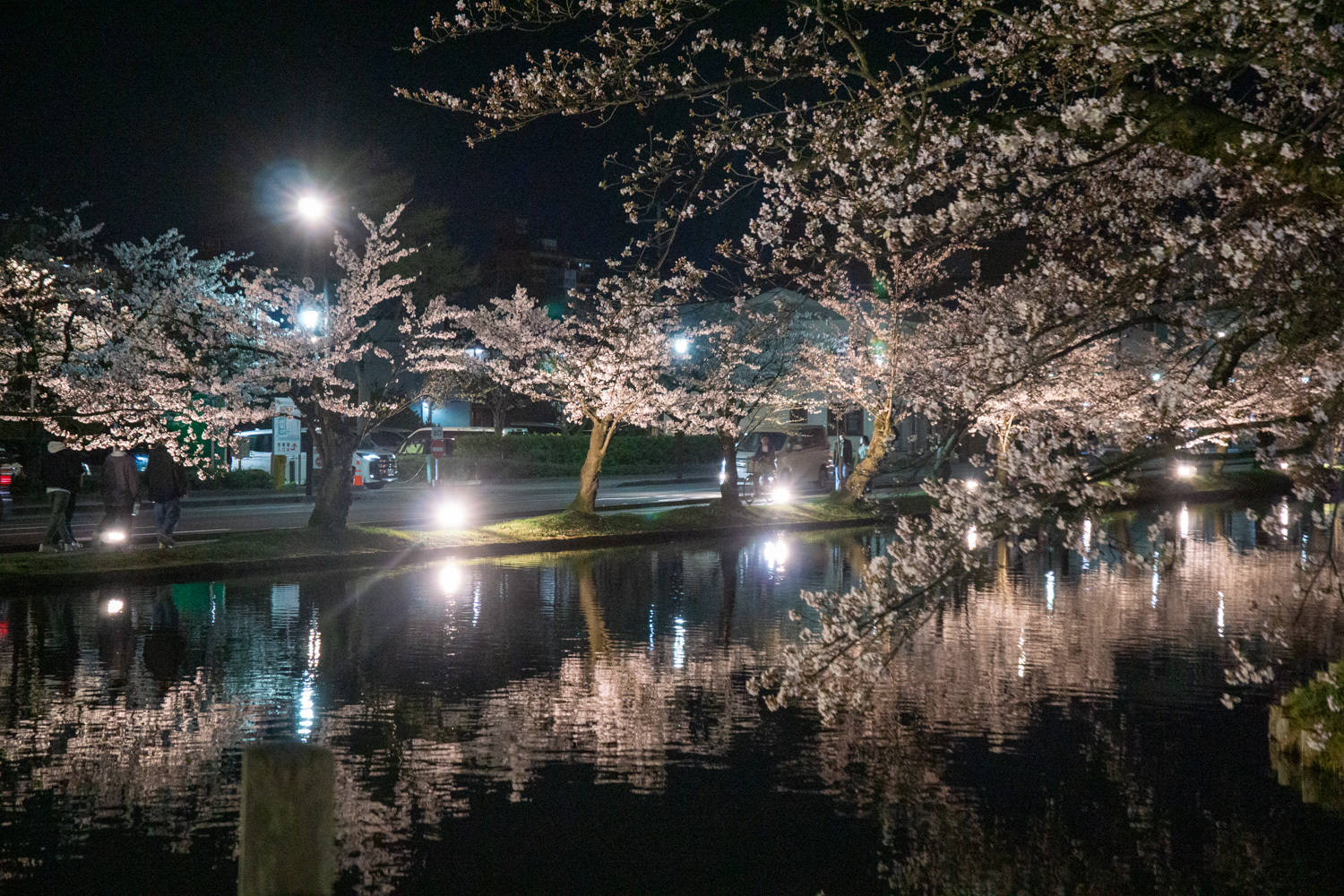弘前公園外濠 夜桜の様子　2024年4月15日撮影