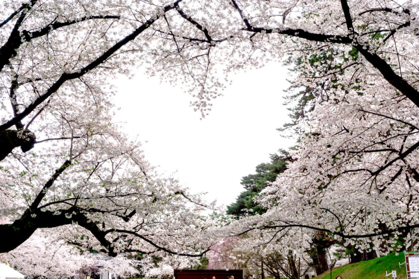 「弘前桜七景」の一つ「桜のハート」も見ごろ