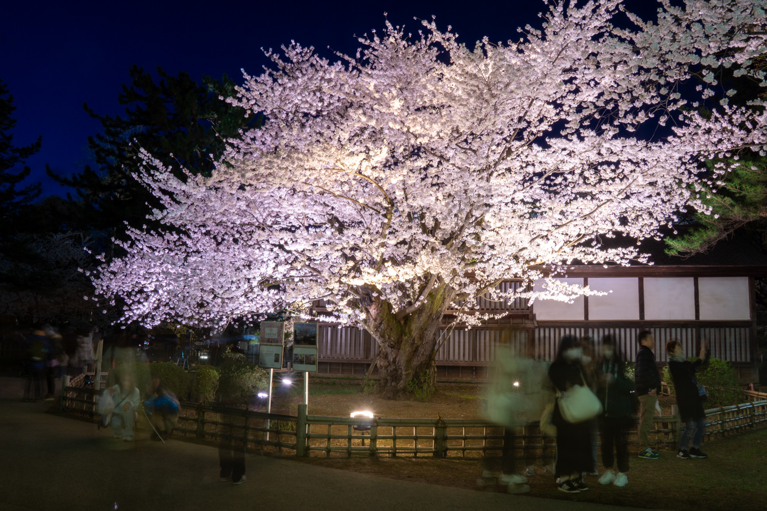 弘前公園最長寿のソメイヨシノ 夜桜の様子　2024年4月19日撮影