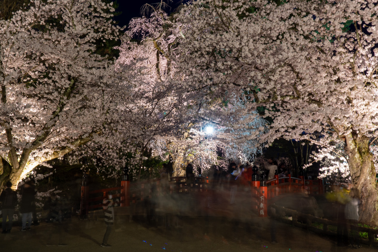 弘前公園 夜桜の様子　2024年4月19日撮影