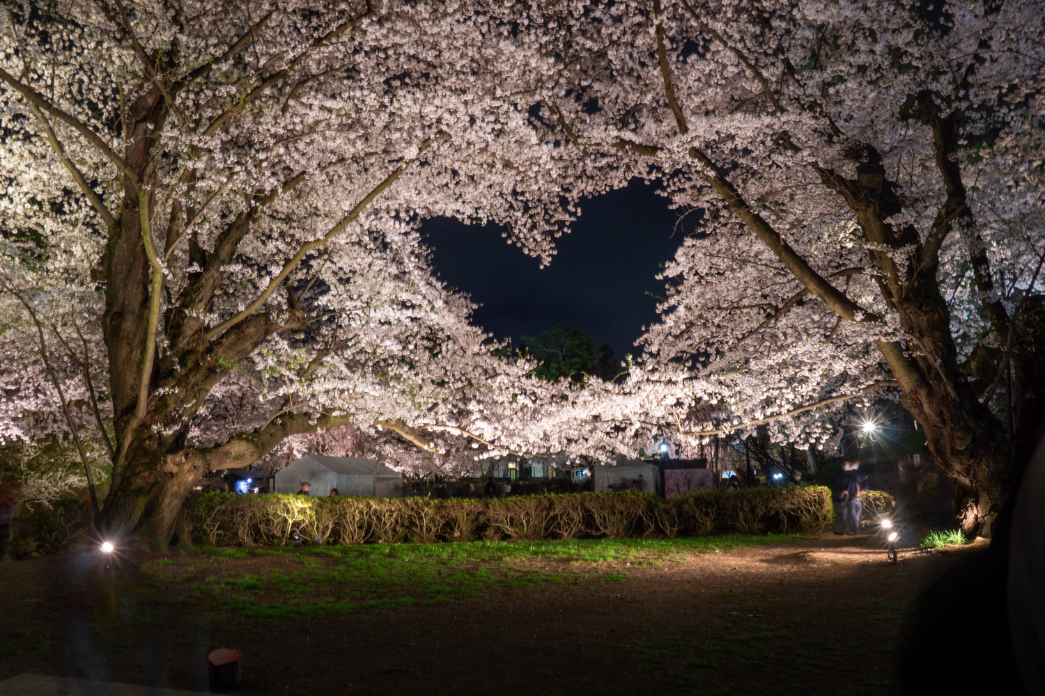 弘前公園桜のハート 夜桜の様子　2024年4月19日撮影