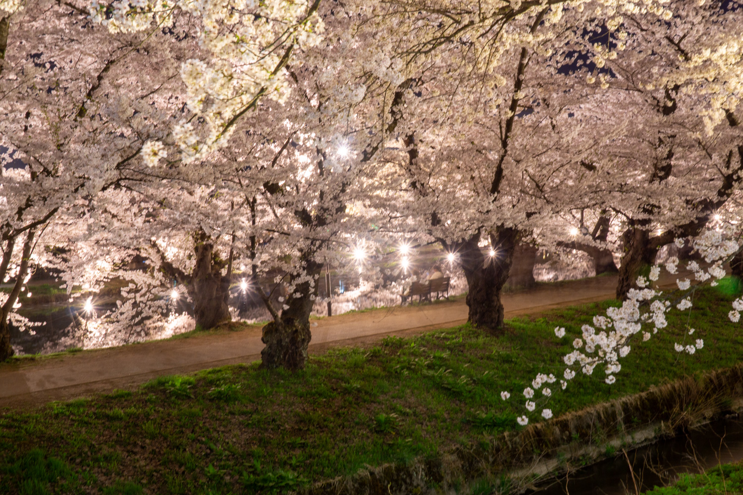 弘前公園西濠 夜桜の様子　2024年4月20日撮影
