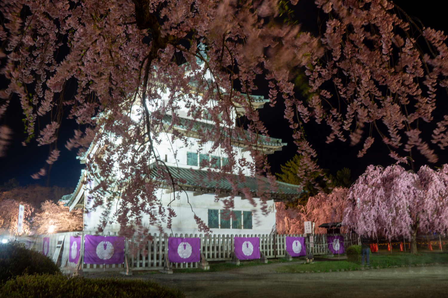 弘前公園本丸 夜桜の様子　2024年4月19日撮影