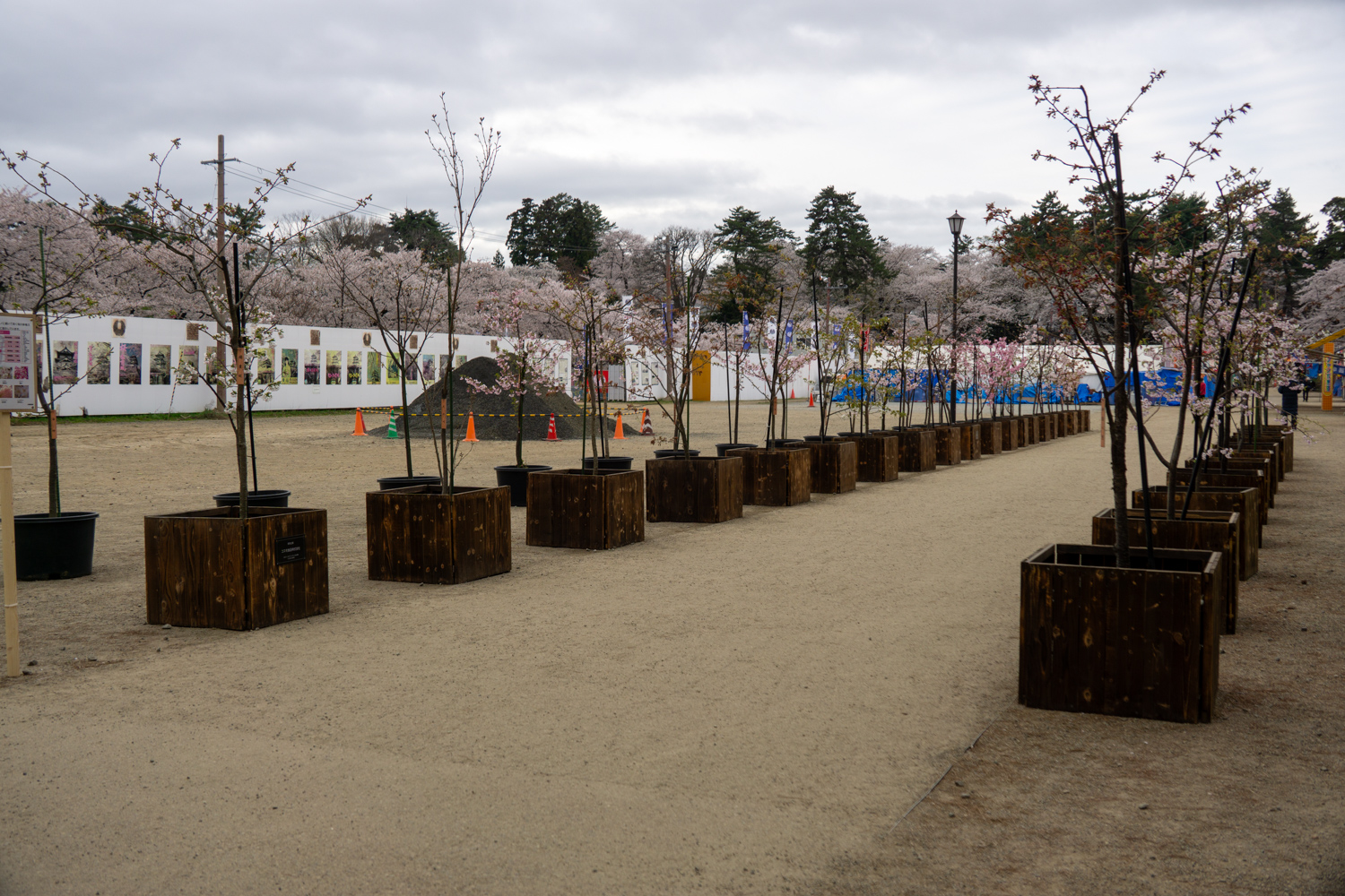 弘前公園 桜の鉢植え