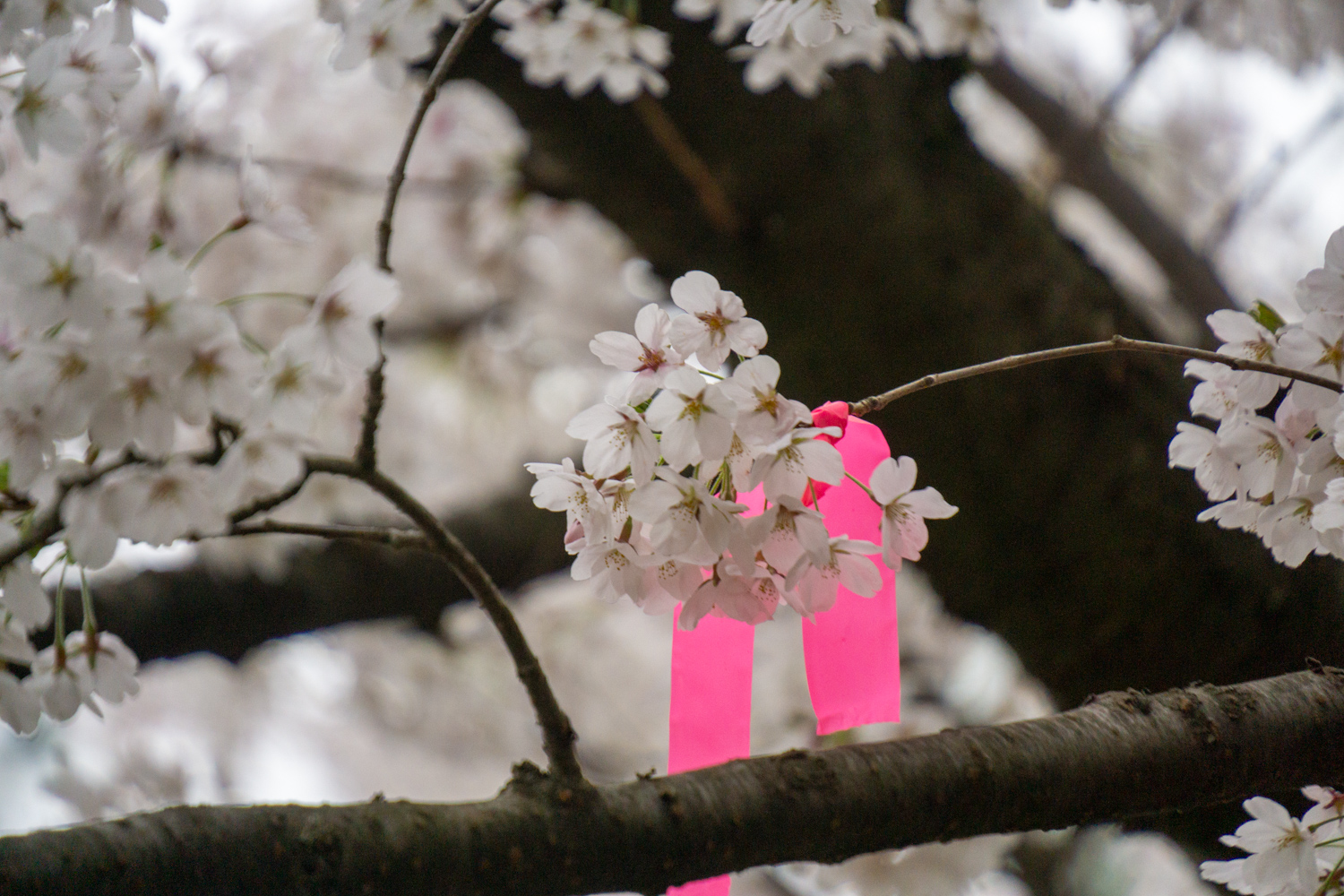 弘前公園 弘前七輪咲き桜