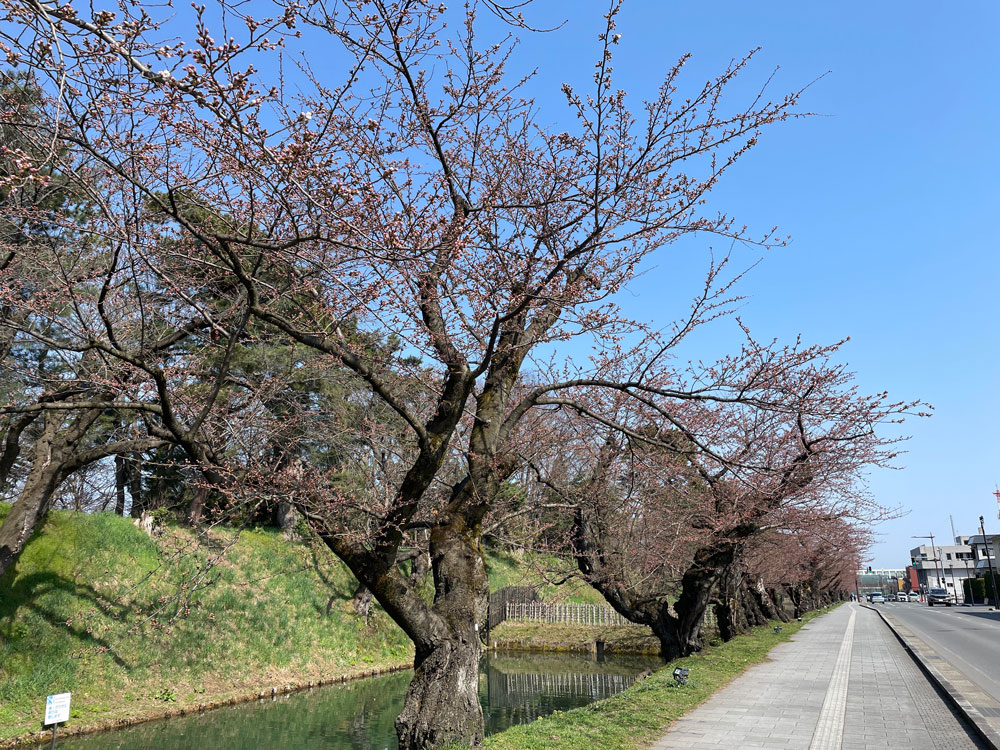 弘前公園外濠のソメイヨシノ