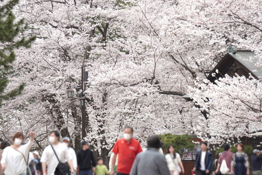 弘前公園最古のソメイヨシノと桜並木