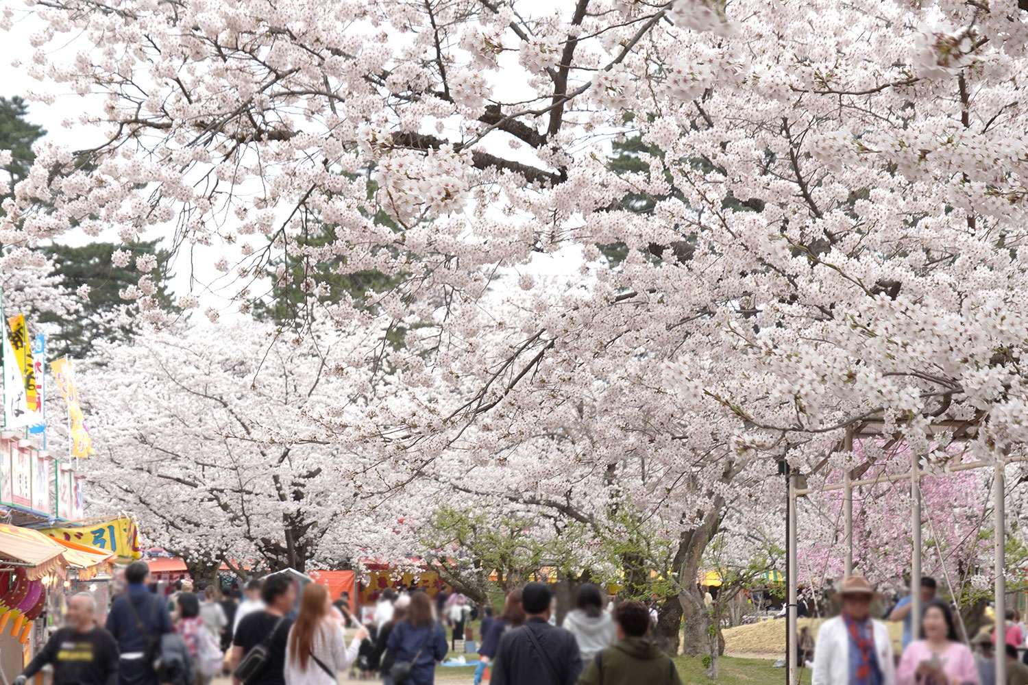 【ソメイヨシノ3分咲き】弘前公園 園内の桜の様子(2024年4月16日) - 弘前さくらまつり-Hirosaki Cherry Blossom ...