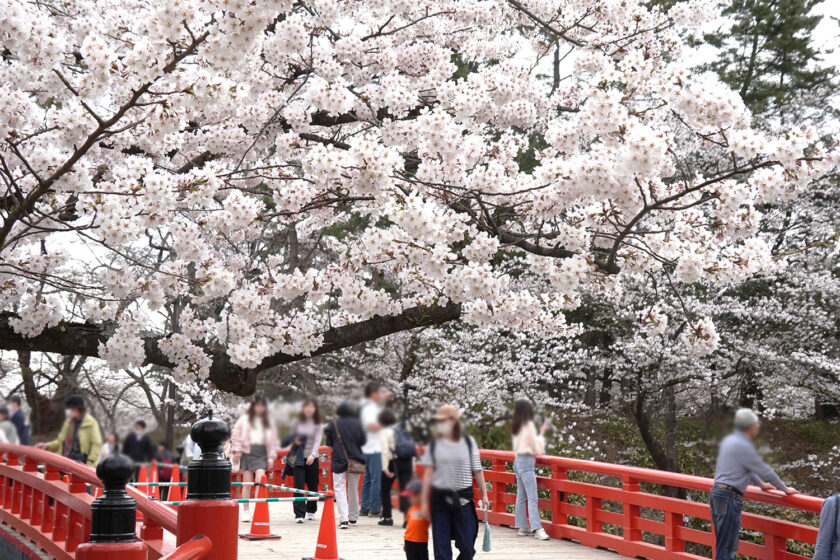 橋のたもとの桜はボリューム満点!
