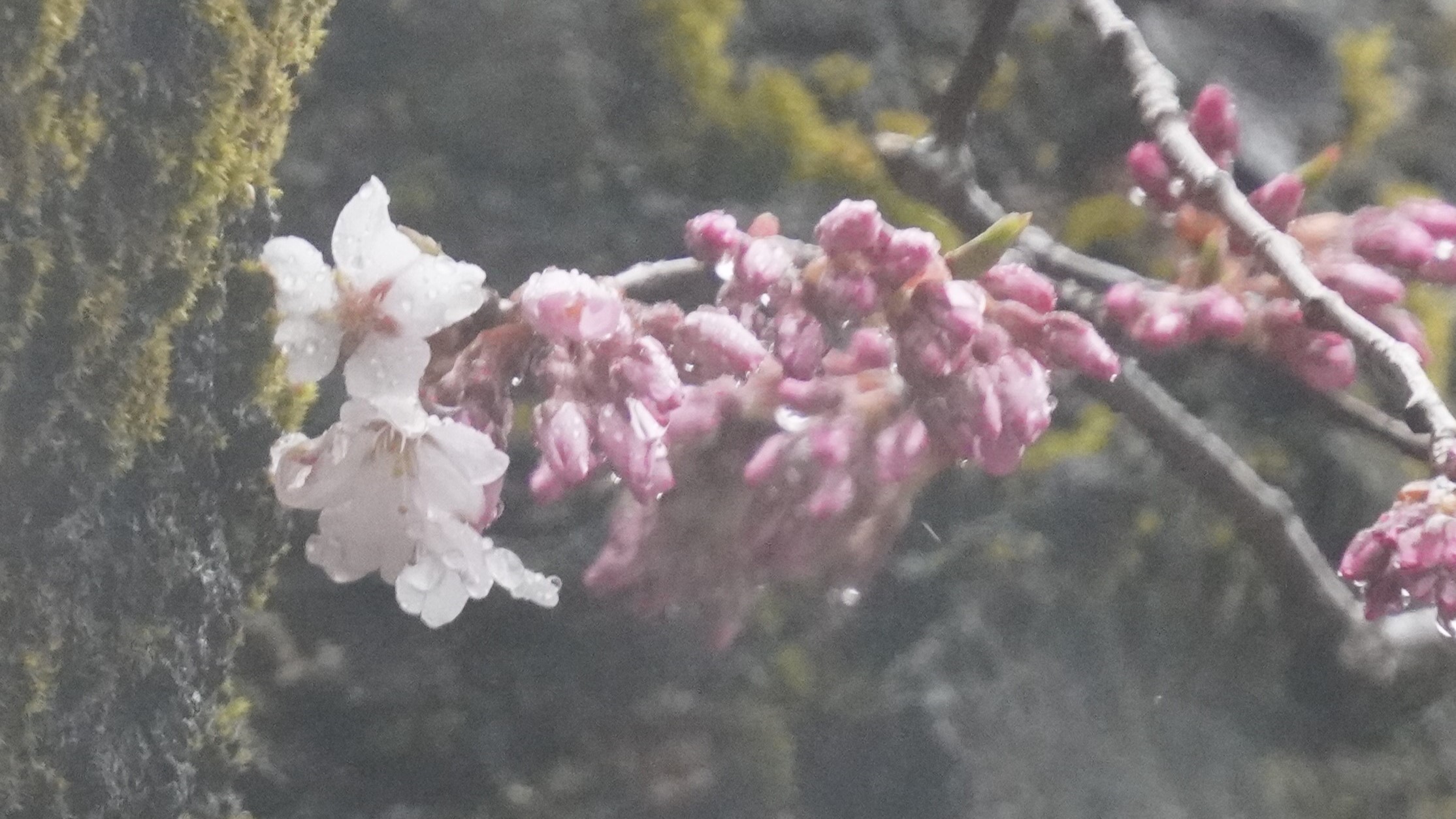 弘前公園本丸にある弘前枝垂れの枝先一輪咲き