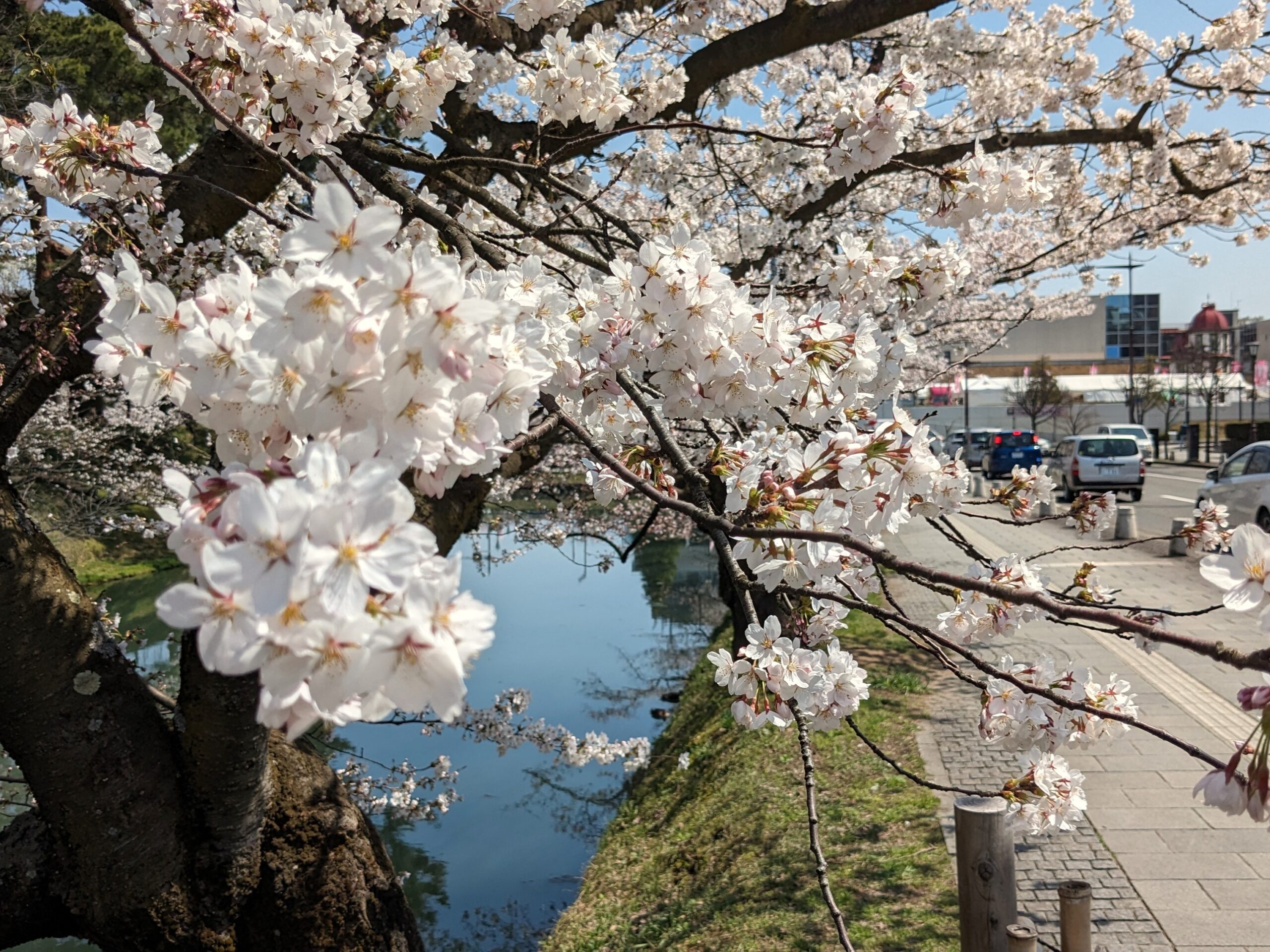 3～5分咲き】弘前公園 外濠の桜の様子（2024年4月15日） - 弘前さくら