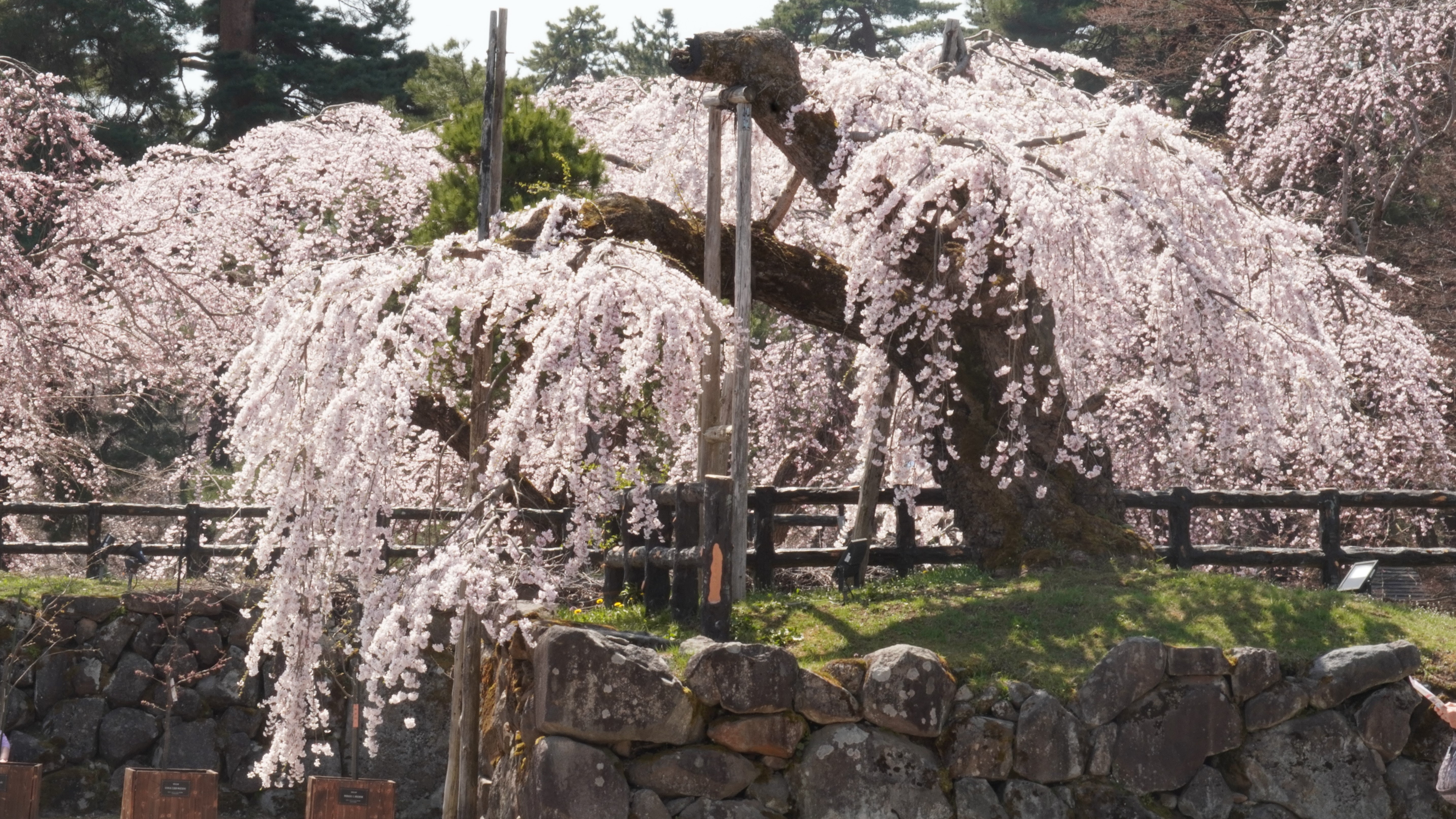 弘前城天守側から見た満開の弘前枝垂れ＝2024年4月15日撮影