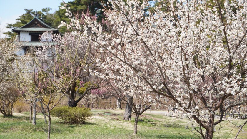 弘前城植物園の梅園と辰巳櫓