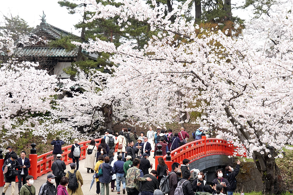 園内全域で満開宣言!】弘前公園 園内の桜の様子（2024年4月19日