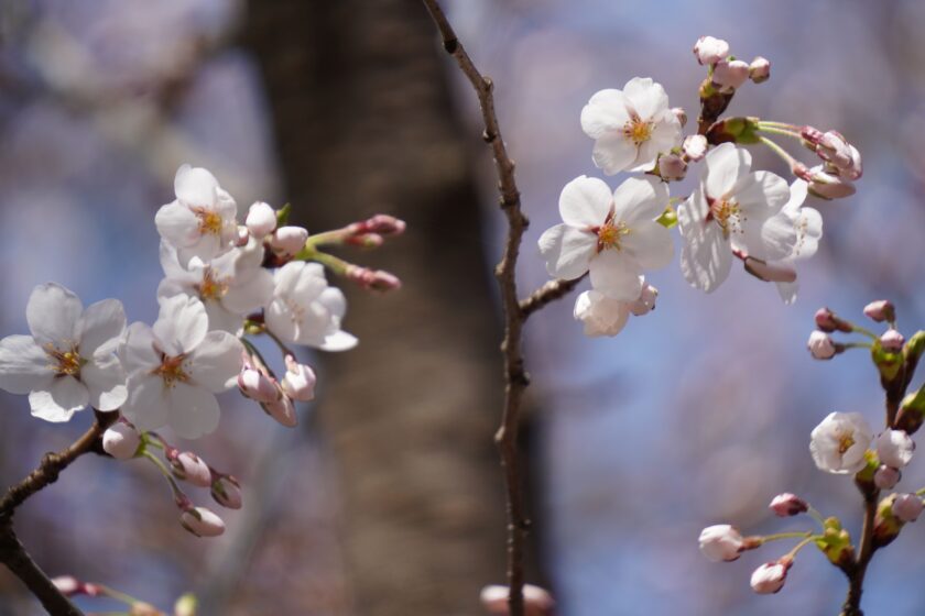 桜のトンネルのソメイヨシノは本日開花