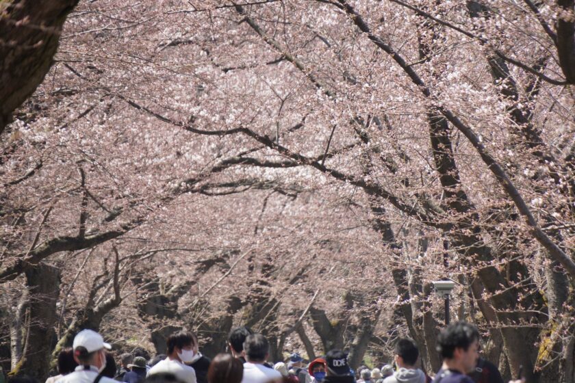 色付き始めた桜のトンネル